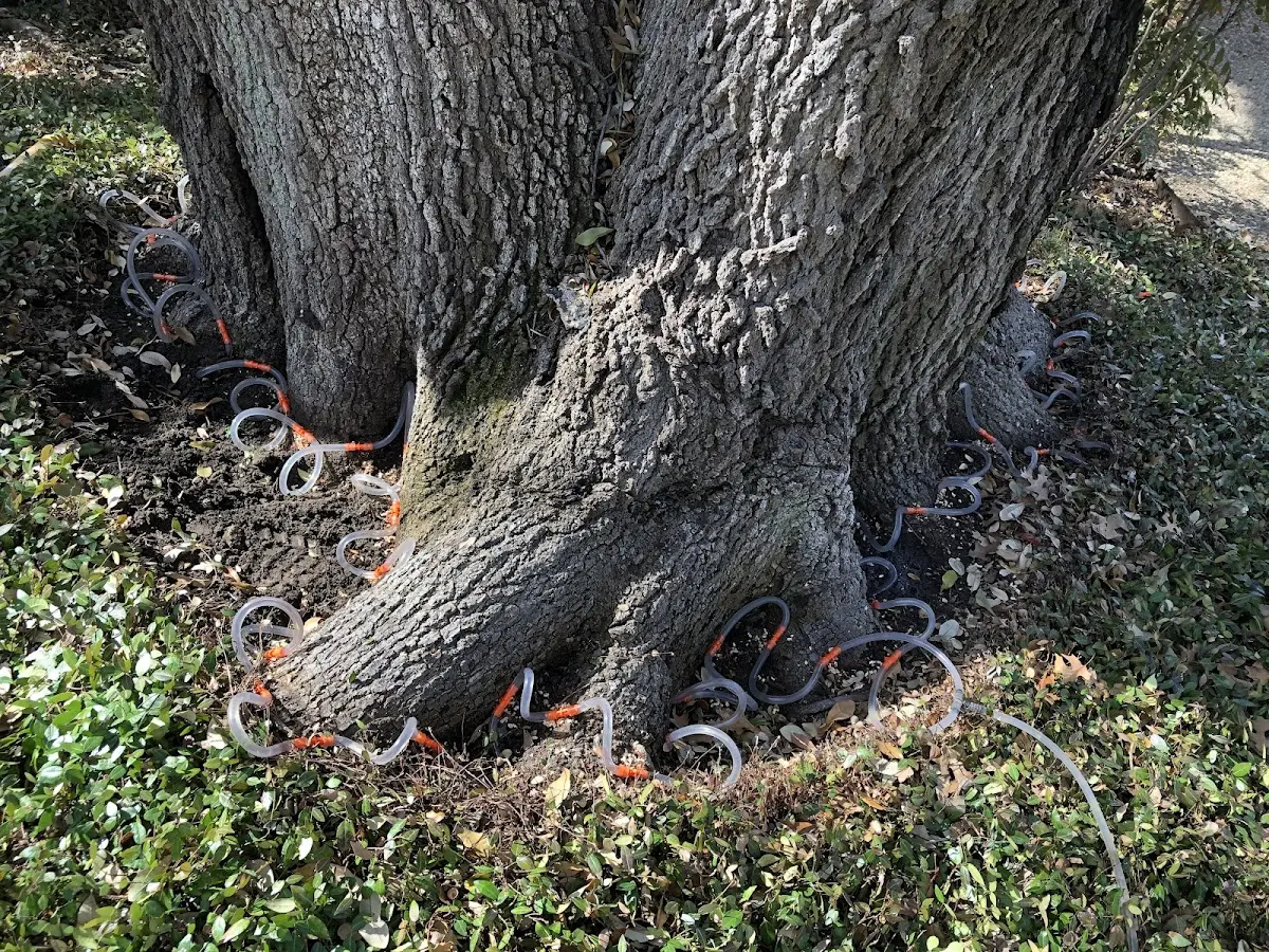 Detailed Tree Cabling and Bracing job site in Ivanhoe