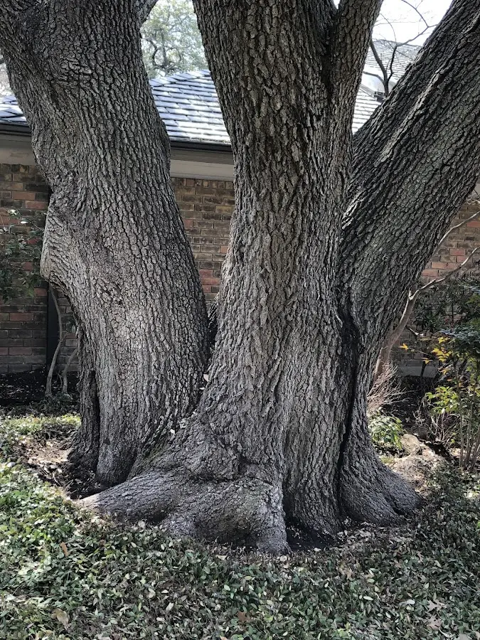 Mature heritage tree close to a Ivanhoe property cared for by certified arborists